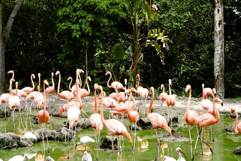 11 Extraordinary Zoos in the U.S. You Can’t Miss