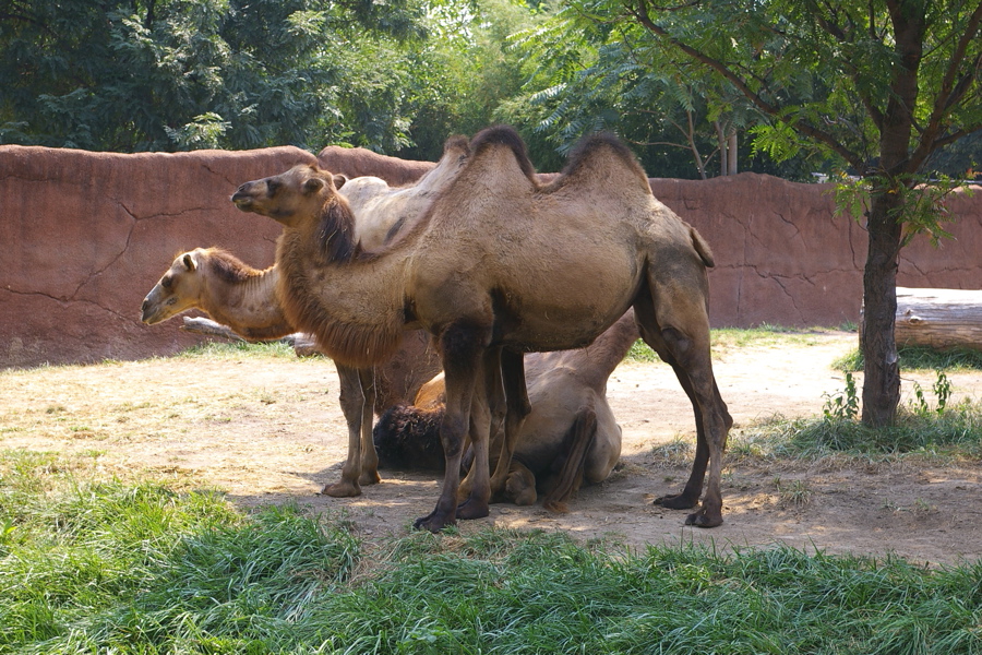 11 Extraordinary Zoos in the U.S. You Can’t Miss 5
