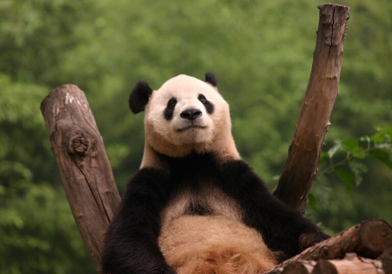 8 Incredible Zoos Around the Globe You Must Visit