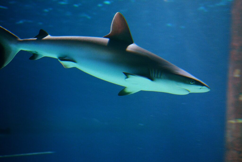10 Breathtaking Aquariums Around the Globe You Can't Miss 6
