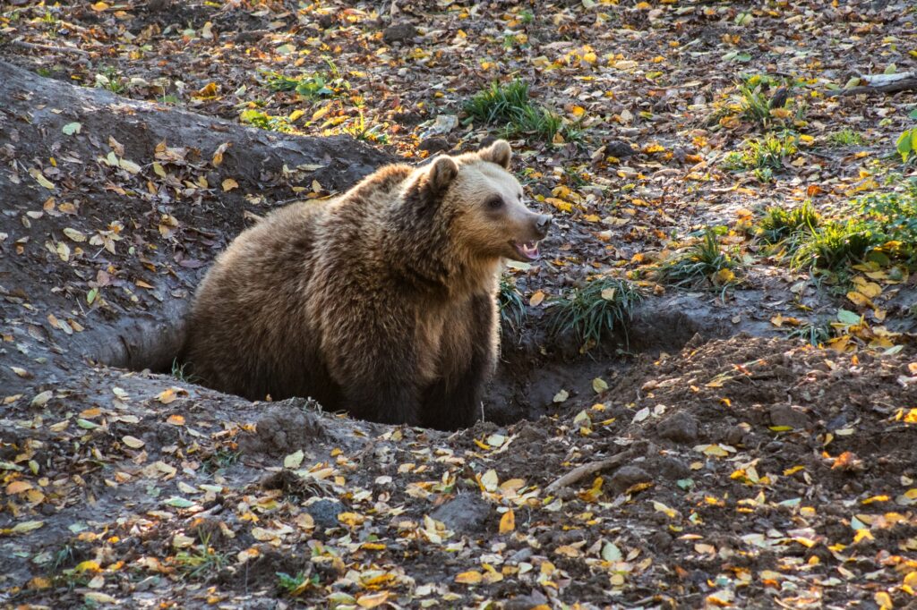 a brown bear in the autumn forest an artificial den in the nature reserve