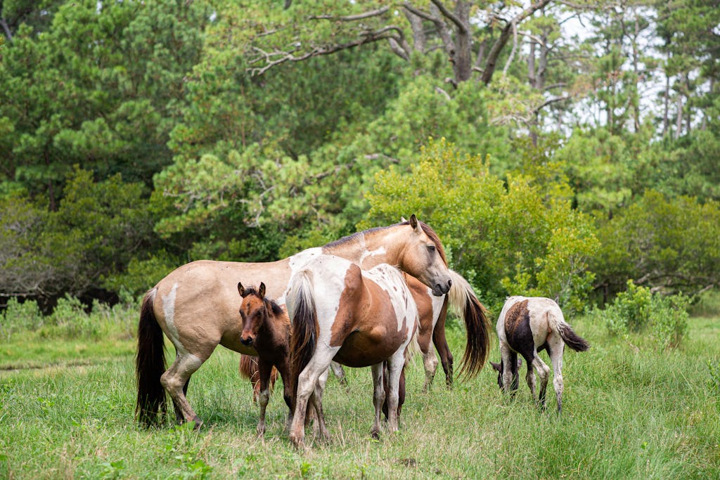 8 Cool Islands in the US You Can Actually Drive To 5 A herd of wild horses grazing peacefully in the lush meadows of Chincoteague, Virginia.