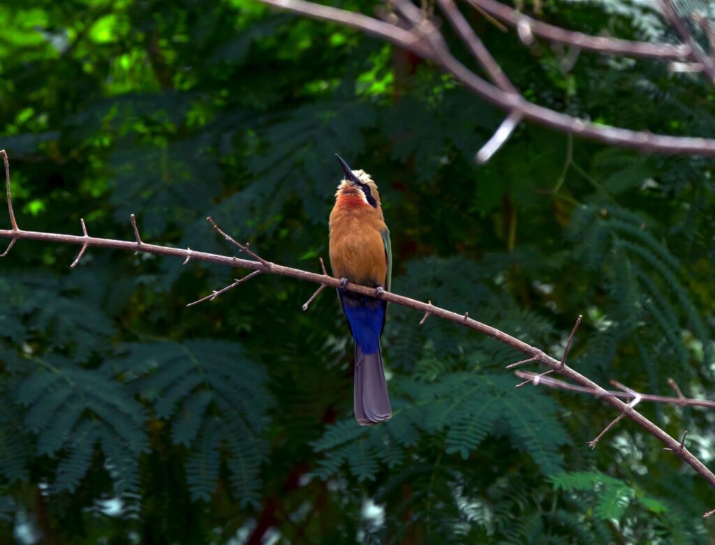 8 Incredible Zoos Around the Globe You Must Visit 9 African Bee Catcher at Bronx Zoo