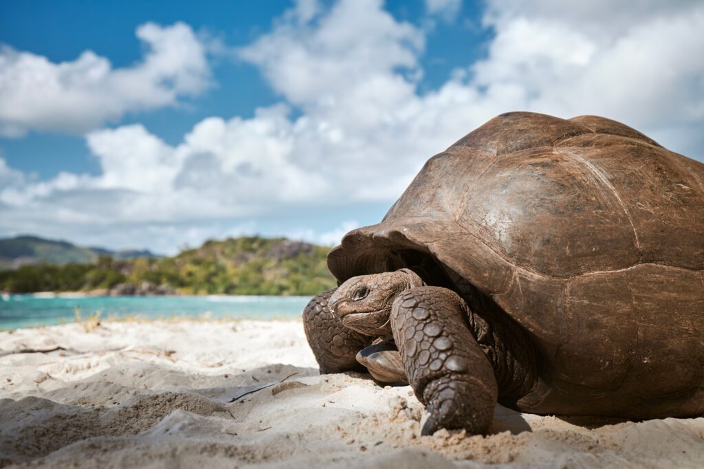 10 Extraordinary Atolls You Can’t Afford to Miss 4 Aldabra giant tortoise on sand beach. Close-up of large turtle in Seychelles.