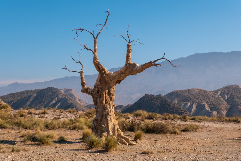 10 Extraordinary Trees You Absolutely Must See 9 Arbol del Infortunio near the Tabernas desert canyon, Almería province, Andalusia