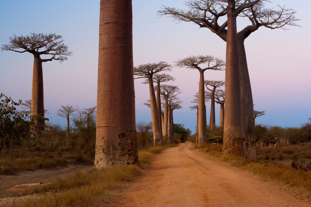 10 Extraordinary Trees You Absolutely Must See 11 Baobab trees, Madagascar