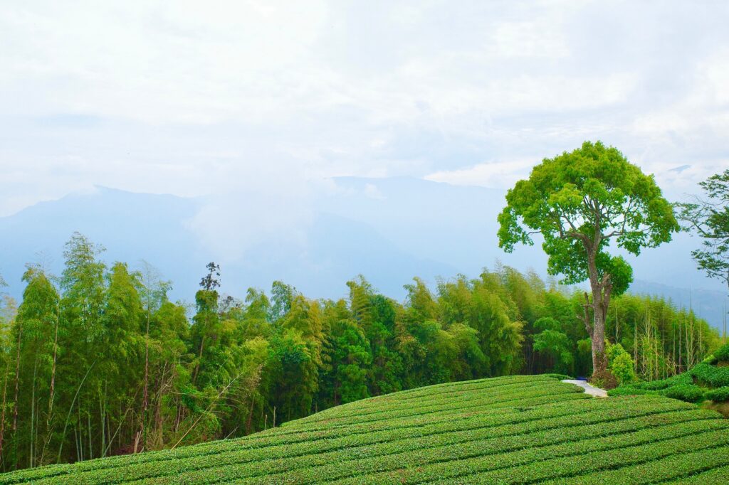 10 Extraordinary Places You Can’t Miss in Taiwan 5 Beautiful tea plantation on high mountain of Taiwan - Alishan area.