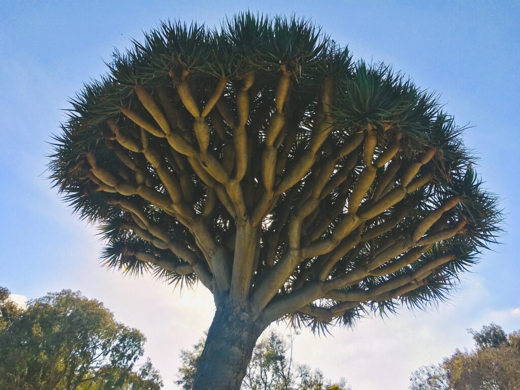10 Extraordinary Trees You Absolutely Must See 10 Beauty in nature beautiful Dragon Tree.