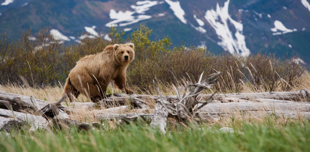10 Extraordinary Destinations for an Unforgettable Bear Safari 4 Brown bear, Katmai National Park, Alaska, USA