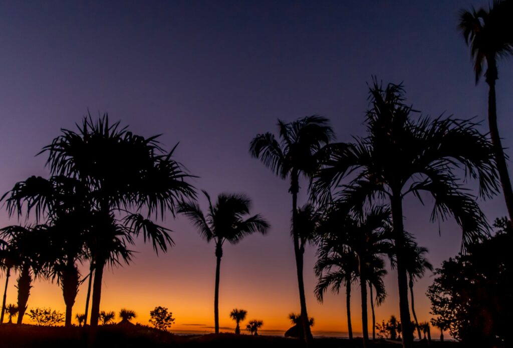 8 Cool Islands in the US You Can Actually Drive To 6 silhouette of trees during nighttime
