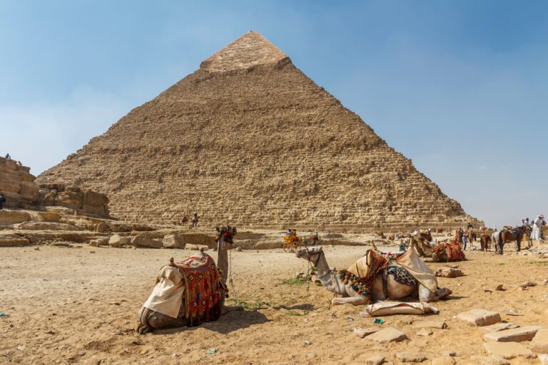 Camels lying on the ground and the pyramid of Khafre in Giza in the background, traveling by Egypt