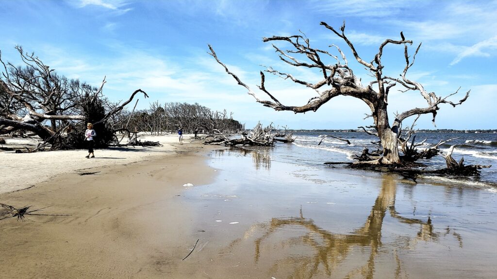 8 Cool Islands in the US You Can Actually Drive To 8 Creepy Halloween landscape on jekyll Island on Georgia coast with dead trees on sandy beach.