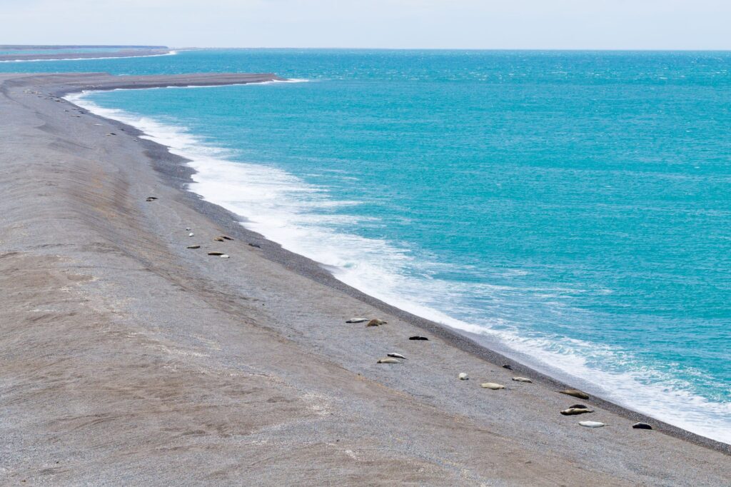 Journey Through Argentina: Discover the Top 12 Must-See Destinations for Your Next Adventure 11 Elephant seals on Caleta Valdes beach, Patagonia, Argentina