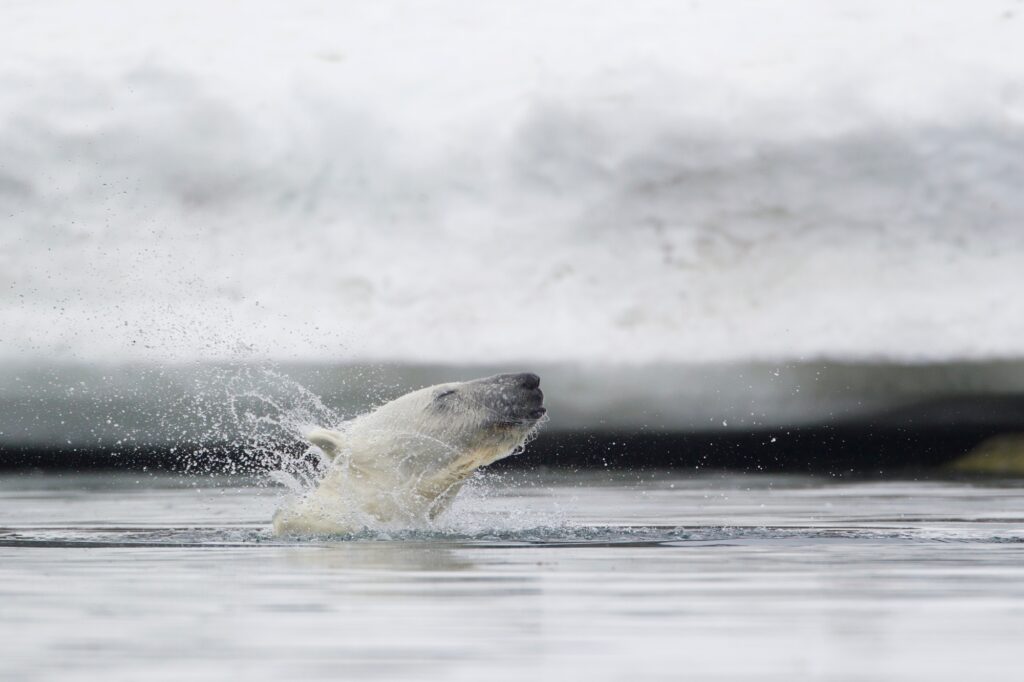 10 Extraordinary Destinations for an Unforgettable Bear Safari 3 Europe, Norway, Svalbard, Polar bear shaking fur in water