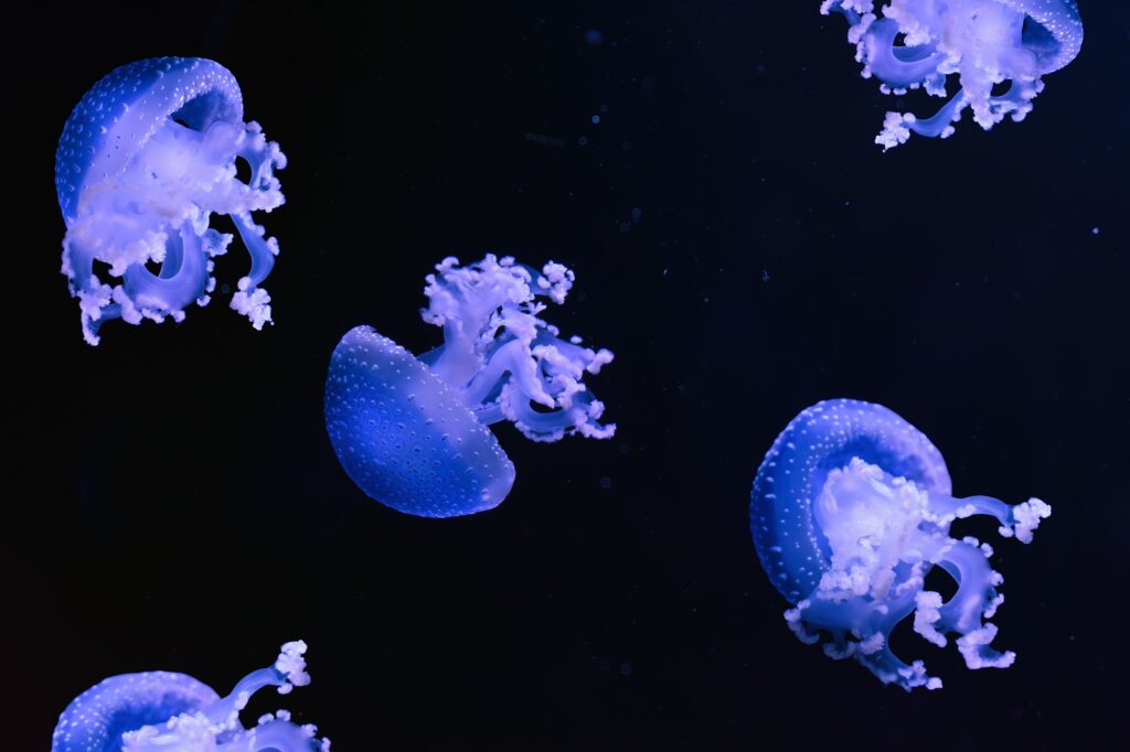 10 Breathtaking Aquariums Around the Globe You Can't Miss 11 Fluorescent Spotted Australian Jellyfish Swim Underwater Aquarium Pool Wtih Blue Neon Light