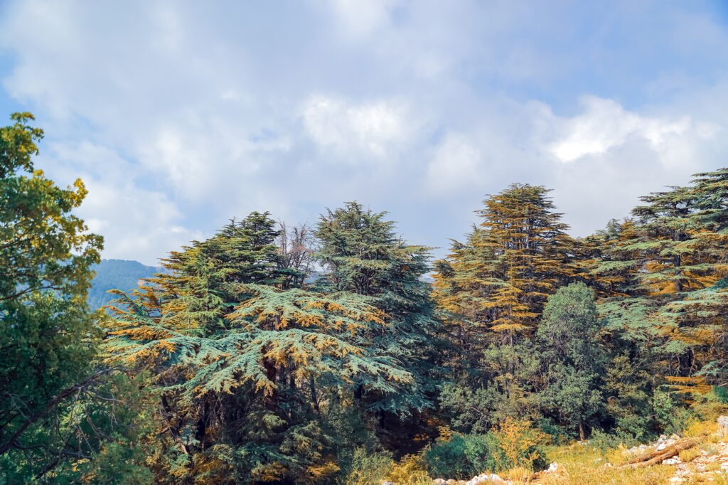 10 Extraordinary Trees You Absolutely Must See 7 Fresh Cedars Forest in the Mountains of Lebanon
