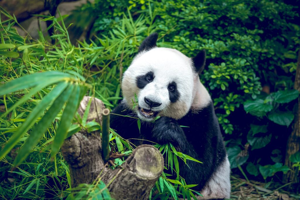 10 Extraordinary Destinations for an Unforgettable Bear Safari 7 Giant panda