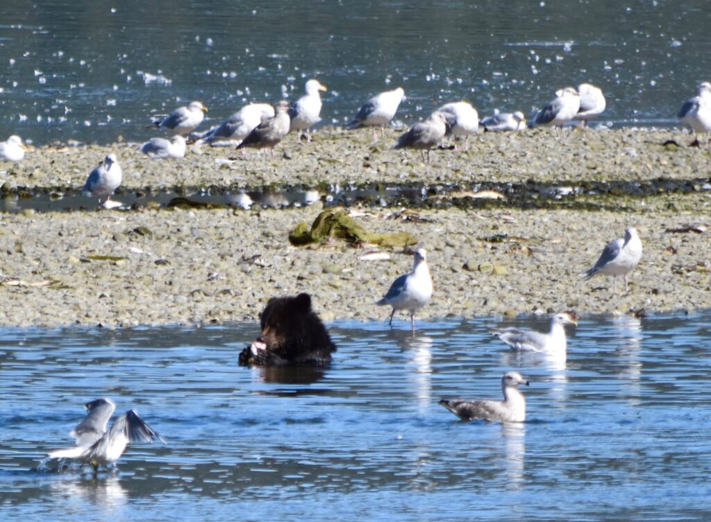 10 Extraordinary Destinations for an Unforgettable Bear Safari 9 Grizzly munching on a salmon at Pack Creek on Admiralty island Alaska
