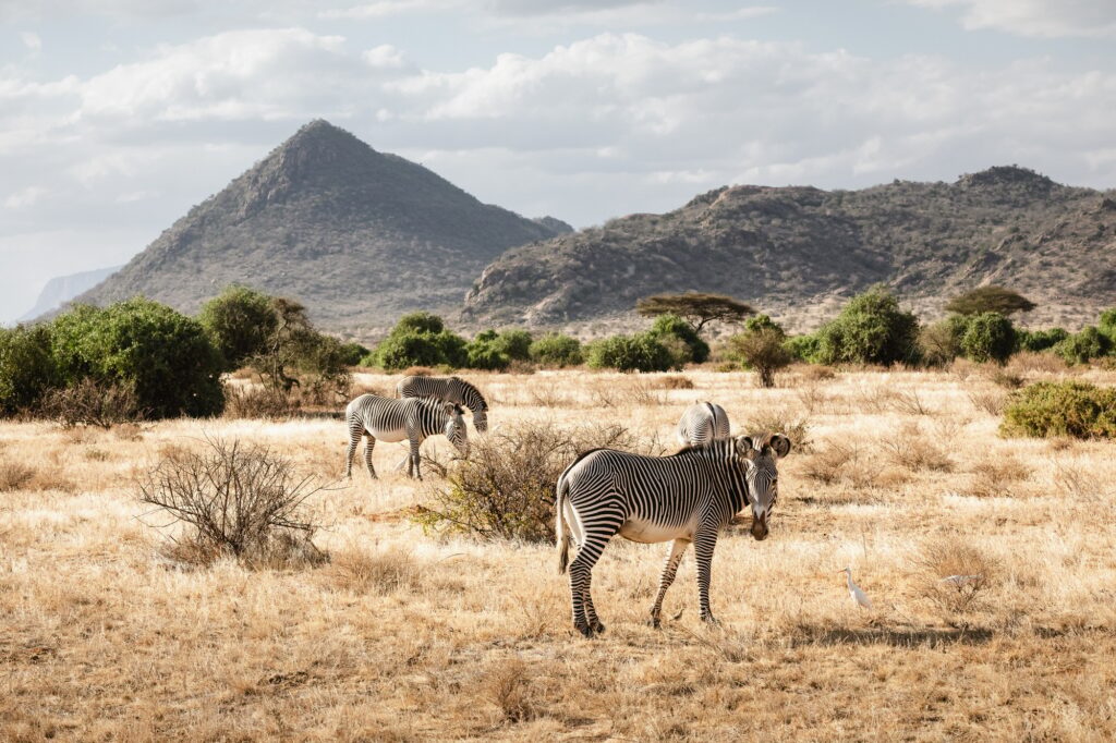10 Breathtaking Wonders of Kenya You Can’t Miss 5 Group of Grevy's zebras in Samburu national reserve, North Kenya