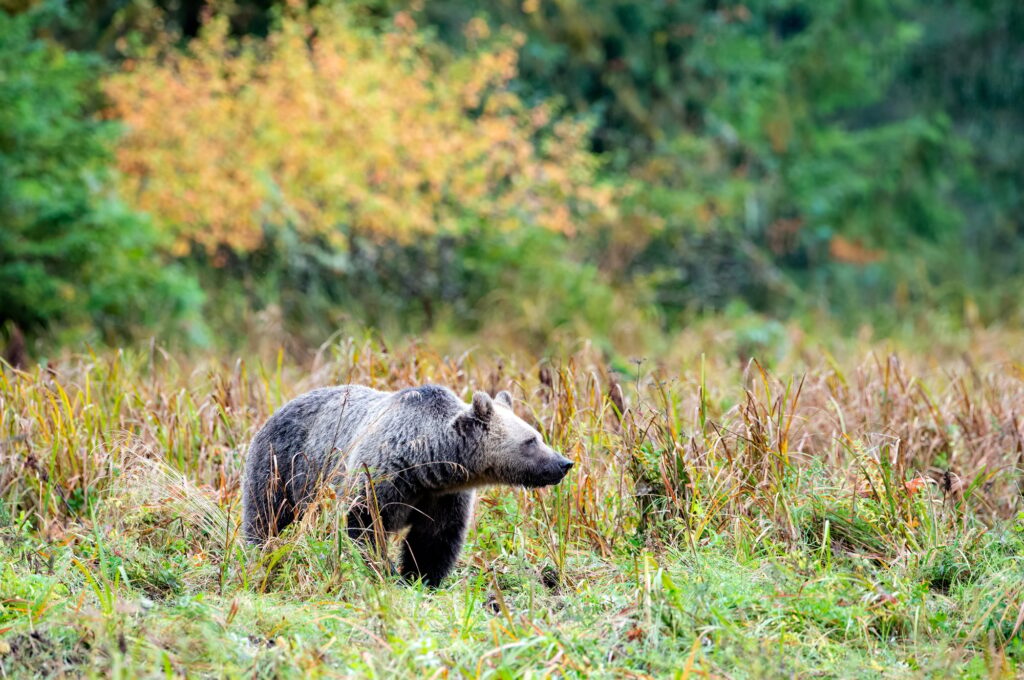 10 Extraordinary Destinations for an Unforgettable Bear Safari 5 Large grizzly bear in Glendale Cove, Knight Inlet, BC Canada
