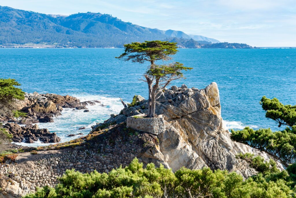 10 Extraordinary Trees You Absolutely Must See 8 Lone Cypress Tree is located in Monterey, California.