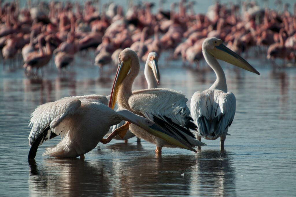 10 Breathtaking Wonders of Kenya You Can’t Miss 8 Pelicans and flamingos in shallows of Lake Nakuru, Kenya