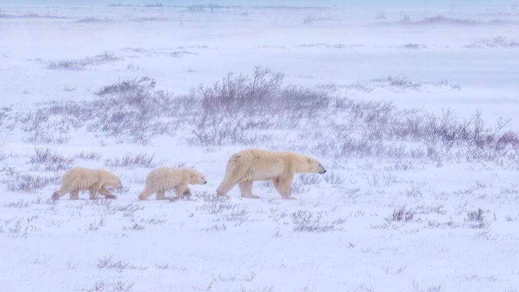 10 Extraordinary Destinations for an Unforgettable Bear Safari 2 Polar bear leading its children through a field covered in the forest near Churchill, Canada