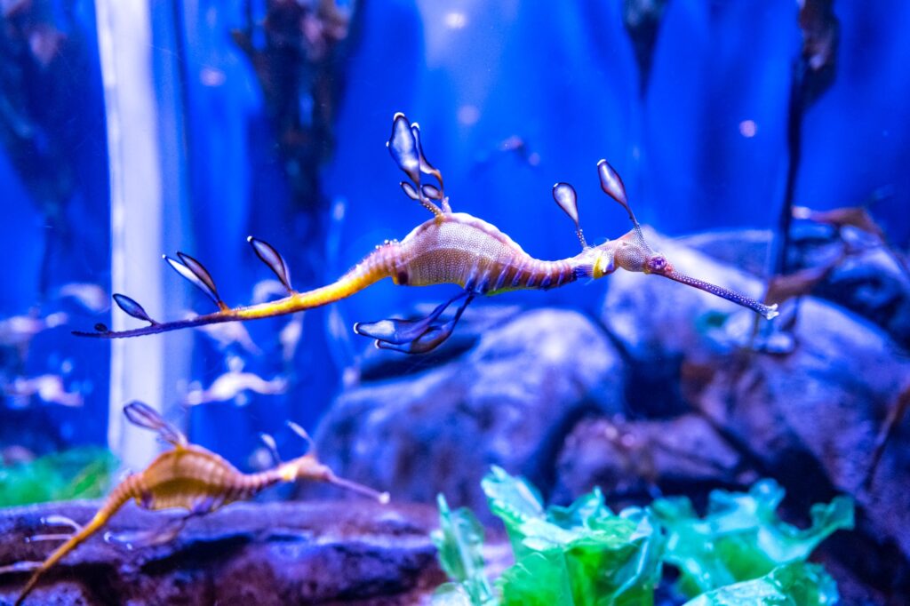 10 Breathtaking Aquariums Around the Globe You Can't Miss 2 Sea dragon in Georgia Aquarium of Atlanta in the USA