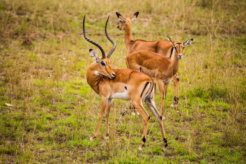 10 Breathtaking Wonders of Kenya You Can’t Miss 3 Thomson's gazelle in the Nairobi National Park.