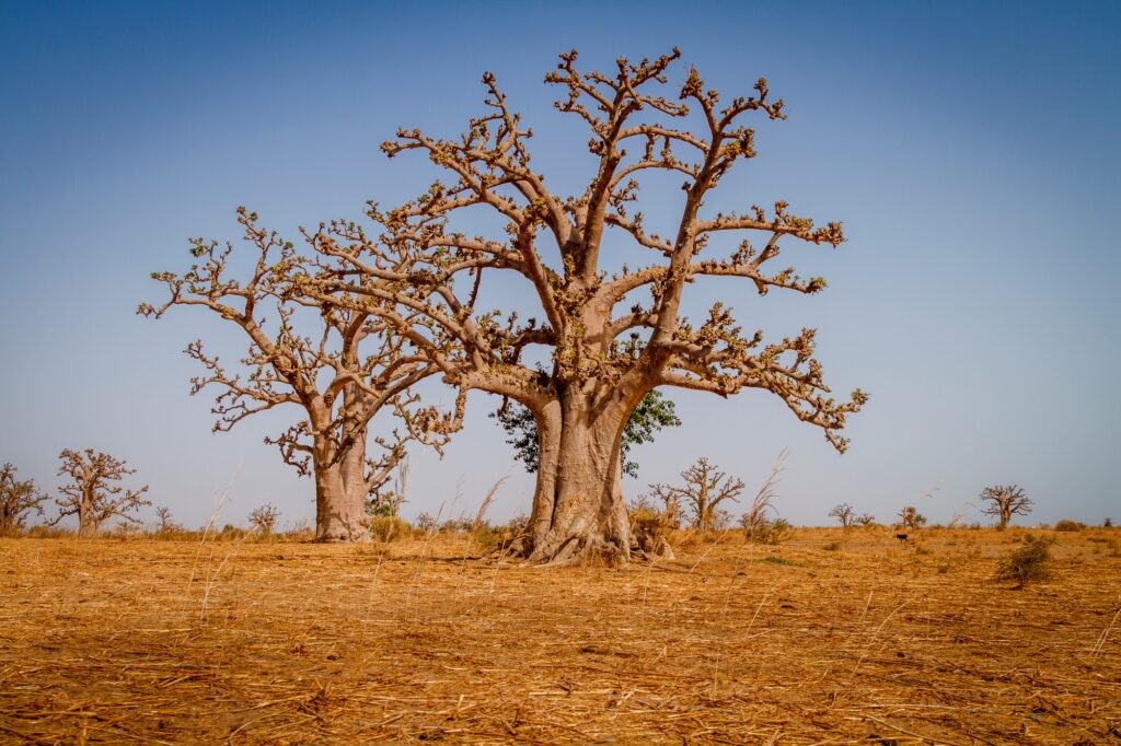10 Extraordinary Trees You Absolutely Must See 2 Two huge baobab trees in the dry sandy savannah of Senegal in Africa. Impressive wonder of nature.
