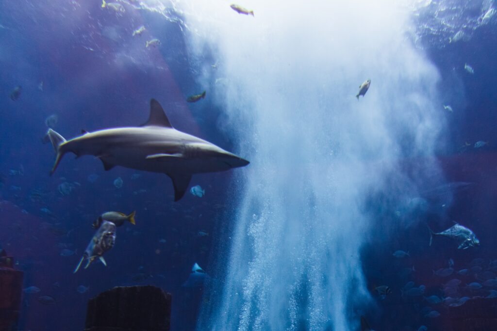 10 Breathtaking Aquariums Around the Globe You Can't Miss 3 Various fish in large aquarium