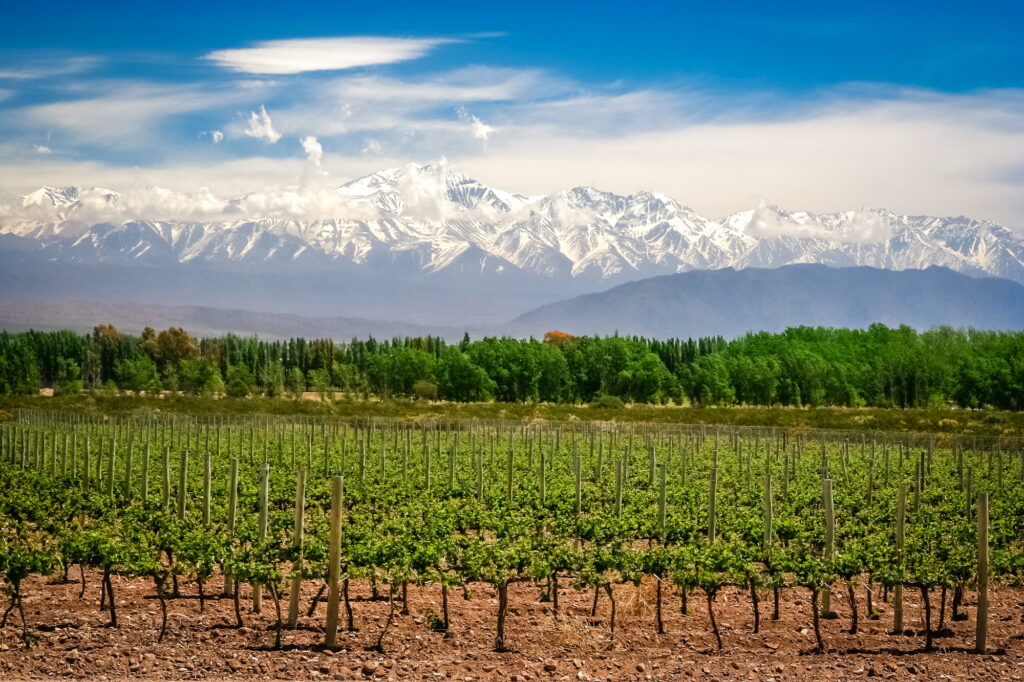 Journey Through Argentina: Discover the Top 12 Must-See Destinations for Your Next Adventure 4 Vineyard near Mendoza
