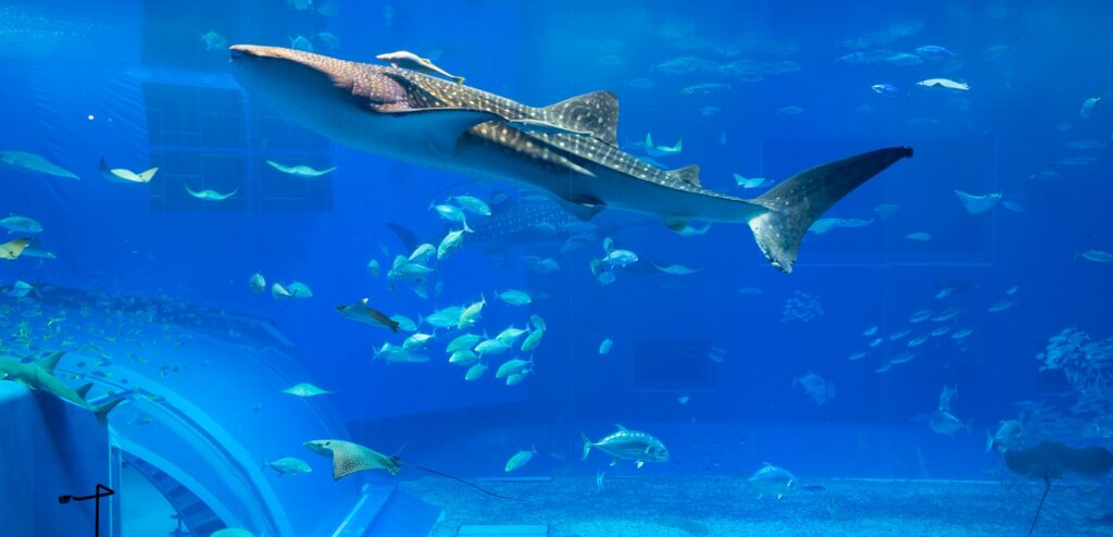 10 Breathtaking Aquariums Around the Globe You Can't Miss 4 Whale shark in aquarium