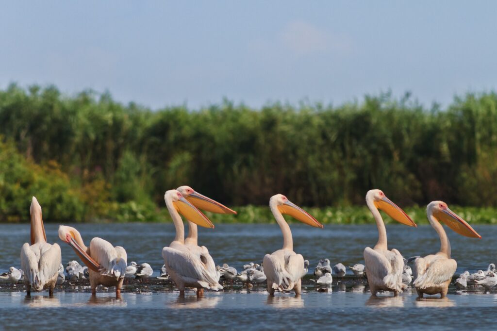15 Extraordinary Destinations You Can’t Miss in Romania 4 white pelicans