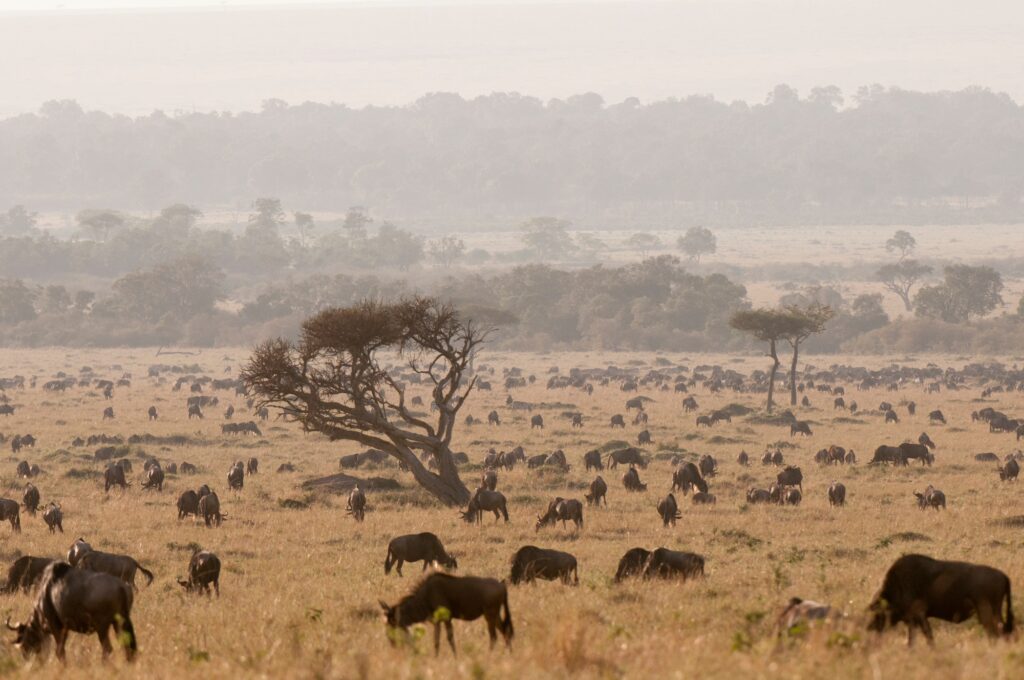 10 Breathtaking Wonders of Kenya You Can’t Miss 2 Wildebeest (Connochaetes taurinus), Masai Mara, Kenya