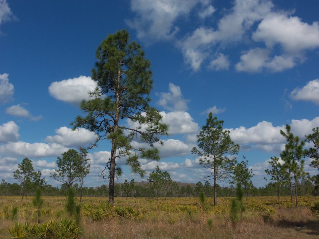 10 Fascinating Flattest States in America to Explore 5