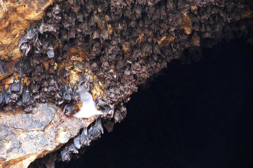 18 Enchanting Destinations in Cambodia You Can’t Miss 4 Bat cave on Bali with lot of bats hanging from wall