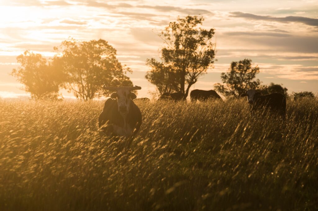 Discovering Argentina: 23 Extraordinary Attractions You Can’t Miss 11 Cattle at Estancia San Juan de Poriahu, a cattle farm in the Ibera Wetlands, Corrientes Province, Ar