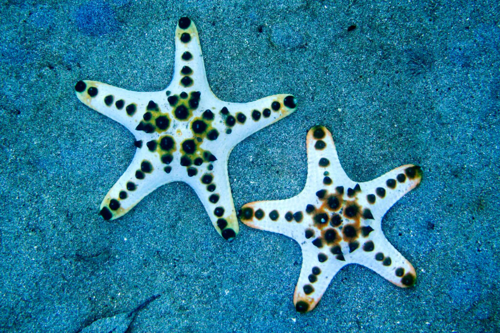 10 Extraordinary Destinations in Indonesia You Can’t Miss 6 Chocolate Chip Sea Star, Bunaken National Marine Park, Indonesia