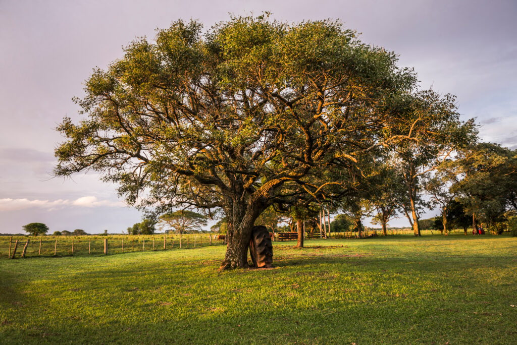 Discovering Argentina: 23 Extraordinary Attractions You Can’t Miss 8 Estancia San Juan de Poriahu, Ibera Wetlands, a marshland in Corrientes Province, Argentina, South A