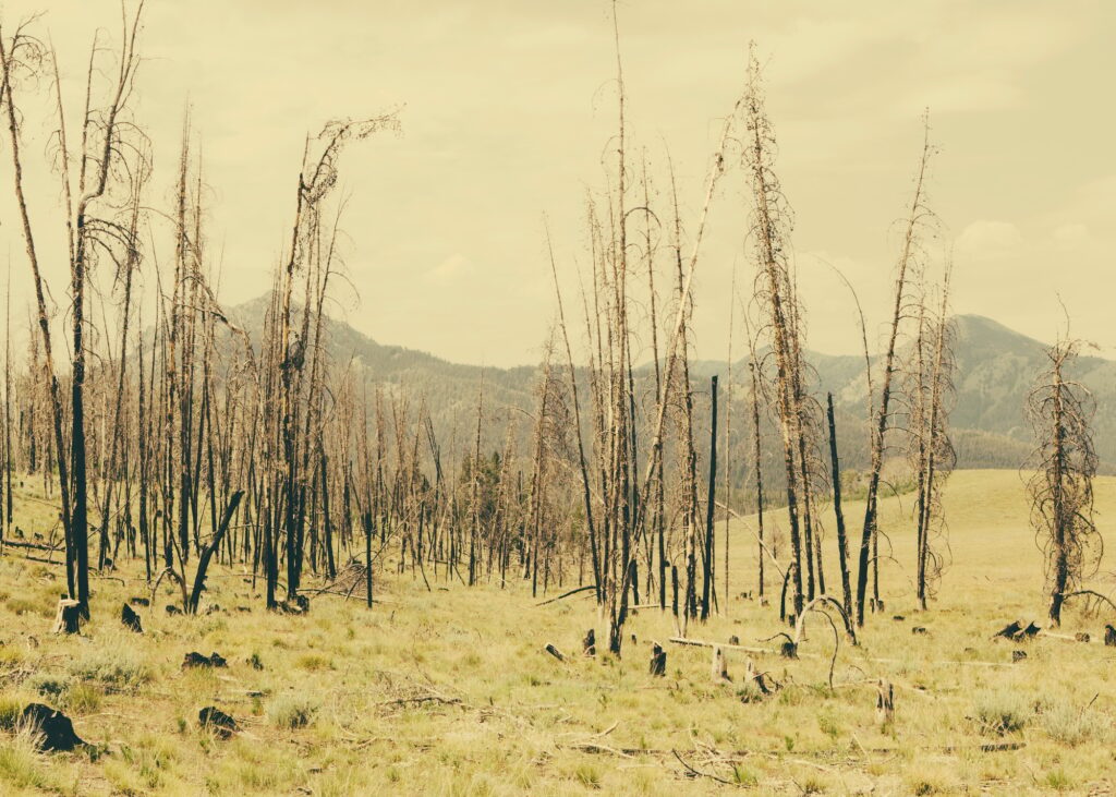 10 Fascinating Flattest States in America to Explore 7 Fire damaged trees and forest in Payette National Forest in Valley County, Indiana.