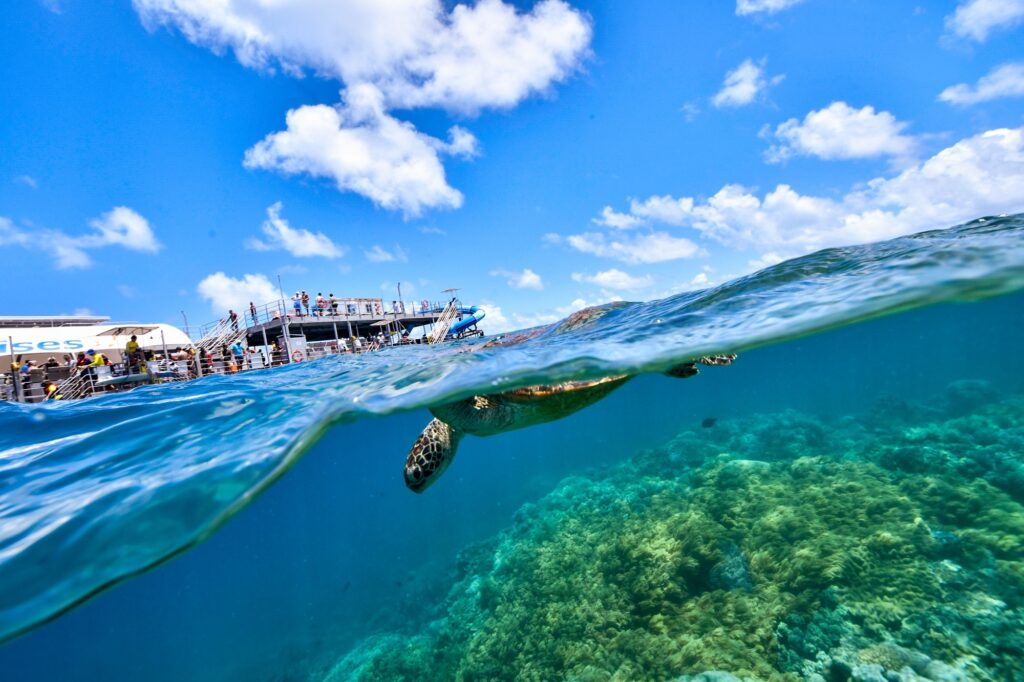 5 Extraordinary Destinations You Can’t Miss in Australia 2 green turtle in the great barrier reef