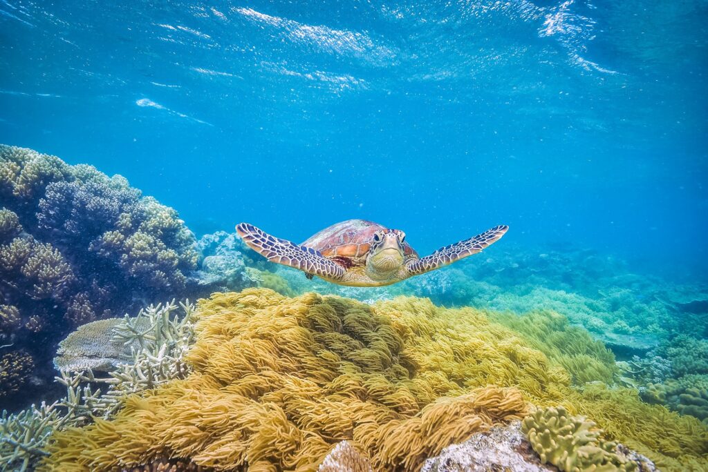 6 Extraordinary Diving Destinations That Will Ignite Your Wanderlust 3 green turtle in the great barrier reef