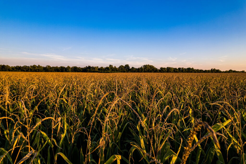 10 Fascinating Flattest States in America to Explore 8 Idyllic cornfield in Atlanta, Illinois, basking in the warm, golden glow of the setting sun