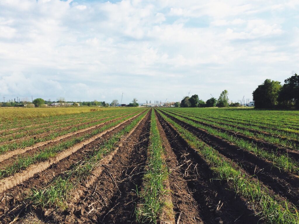 10 Fascinating Flattest States in America to Explore 2 Louisiana Sugar Cane field