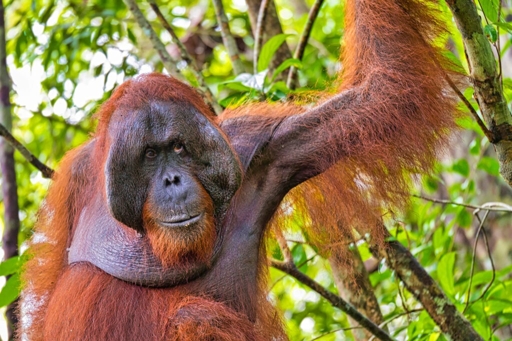 10 Extraordinary Destinations in Indonesia You Can’t Miss 9 Orangutan, Tanjung Puting National Park, Indonesia