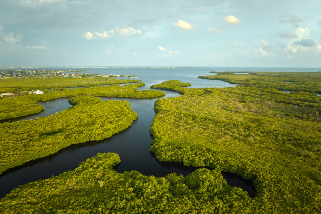 10 Extraordinary Destinations You Can't Miss in Florida 4 Overhead view of Everglades swamp with green vegetation between water inlets.