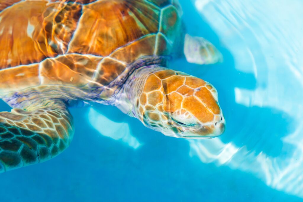 6 Extraordinary Diving Destinations That Will Ignite Your Wanderlust 7 Sea turtle looks from the water in the reserve
