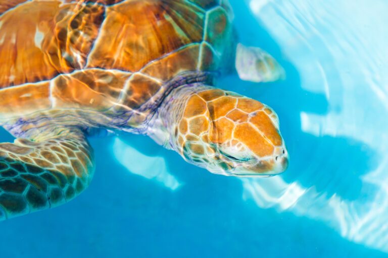 Sea turtle looks from the water in the reserve