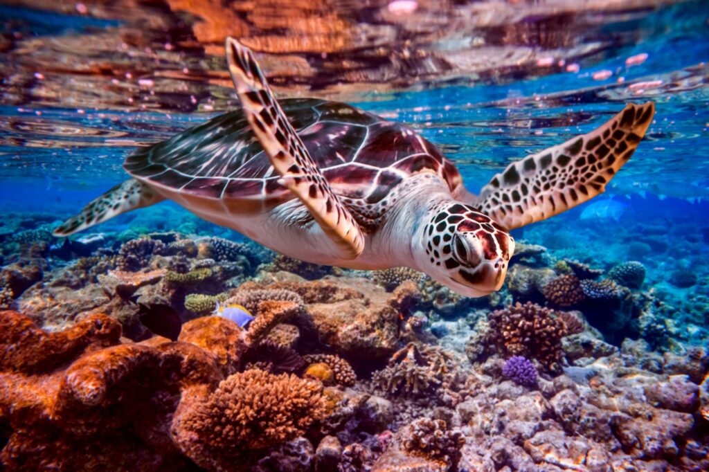 10 Enchanting Tourist Attractions in the Philippines You Can't Miss 8 Sea turtle swims under water on the background of coral reefs